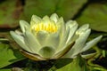 Yellow water lily in small pond Royalty Free Stock Photo