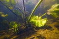 Yellow water-lily with stems and tender underwater leaves in a shallow freshwater river with clear water and dense vegetation