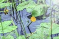 Yellow water lily in water Royalty Free Stock Photo