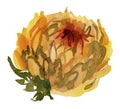 Yellow Watercolor chrysanthemum Cutout