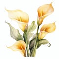 Yellow watercolour calla lily zantedeschia summer flower illustration on white background