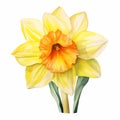 Yellow watercolour daffodil narcissus summer flower illustration on white background