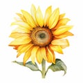 Yellow watercolour sunflower head on white background painting