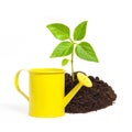 Yellow watering can and a young green plant isolated on white ba Royalty Free Stock Photo