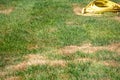 Yellow watering hose on a green lawn Royalty Free Stock Photo