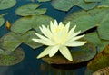 Yellow waterlily Royalty Free Stock Photo