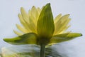 yellow waterlily reflection