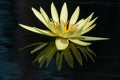 Yellow waterlily reflection