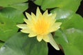 Yellow waterlily Royalty Free Stock Photo