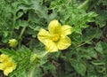 Yellow watermelon flower on a background of green leaves