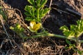 Yellow watermelon flower in the rays of the sun blooms outdoors in the garden