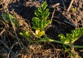 Yellow watermelon flower in the rays of the sun blooms outdoors in the garden