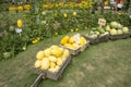 Yellow Watermelon and Green Watermelon or Citrullus lanatus plant