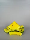 yellow watermelon slice surrounded by eaten rinds on plain gray background Royalty Free Stock Photo