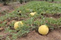 Yellow watermelons growing in the field Royalty Free Stock Photo