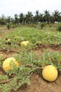 Yellow watermelons growing in the field Royalty Free Stock Photo