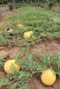 Yellow watermelons growing in the field Royalty Free Stock Photo