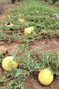 Yellow watermelons growing in the field Royalty Free Stock Photo