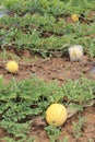 Yellow watermelons growing in the field Royalty Free Stock Photo