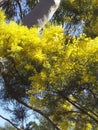 Yellow Wattle Flowers in my Garden Royalty Free Stock Photo