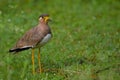 Yellow - wattled lapwing bird, natural, wallpaper