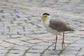 A Yellow-wattled Lapwing bird walking on a concrete floor