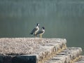 Yellow-wattled lapwing birds at kapoor lake, mandu