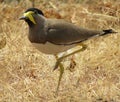 Yellow-wattled lapwing Vanellus malabaricus. Like other lapwings and plovers, they are ground birds.