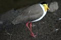 Yellow Wattled Plover Bird Royalty Free Stock Photo