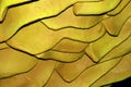 Yellow wavy background. Abstraction. Textured relief wall