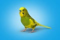 Lime yellow wavy parrot on blue background