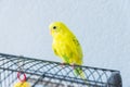 Yellow wavy parrot or budgie sits on the cage on blue background Royalty Free Stock Photo