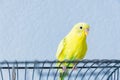 Yellow wavy parrot or budgie sits on the cage on blue background Royalty Free Stock Photo