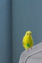 Yellow wavy parrot or budgie sits on a hanger  on blue background Royalty Free Stock Photo