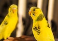 Yellow wavy parrot portrait in macro, female seating in front of mirror, close-up