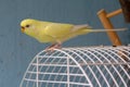 Yellow wavy parrot sits on a cage