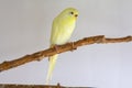 Yellow wavy parrot sitting on a branch