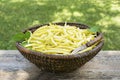 Freshly picked yellow string beans in basket Royalty Free Stock Photo