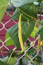 Yellow wax beans hanging from garden vines Royalty Free Stock Photo