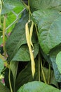 Yellow wax beans hanging from garden vines Royalty Free Stock Photo