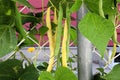 Yellow wax beans hanging from garden vines Royalty Free Stock Photo