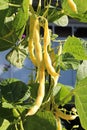Yellow wax beans hanging from garden vines Royalty Free Stock Photo