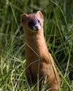 Yellow weasel Royalty Free Stock Photo