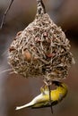 Yellow weaver