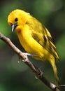 Yellow Weaver Bird