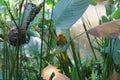 Yellow weaver bird. Seen and shot on self drive safari tour through national parks in Singapore, asia. Royalty Free Stock Photo