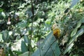 Yellow weaver bird. Seen and shot on self drive safari tour through national parks in Singapore, asia. Royalty Free Stock Photo