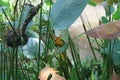 Yellow weaver bird. Seen and shot on self drive safari tour through national parks in Singapore, asia. Royalty Free Stock Photo