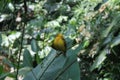 Yellow weaver bird. Seen and shot on self drive safari tour through national parks in Singapore, asia. Royalty Free Stock Photo