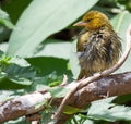 Yellow weaver bird sitting on branch